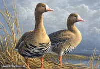 20011-2012 Federal Duck Stamp Print