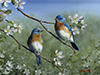 hautman bluebird painting