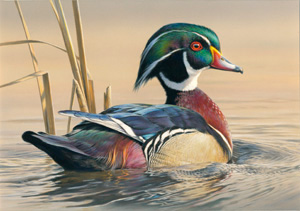 2012-2013 Federall Duck Stamp print