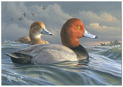 Redheads - Federal duck stamp - by James