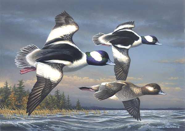 Buffleheads - Federal duck stamp - by Jim Hautman