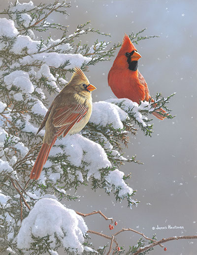 Cardinal painting by Jim Hautman