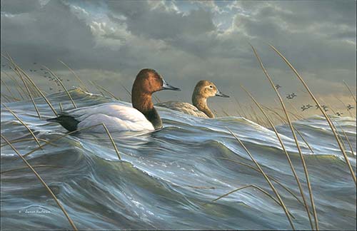 Canvasback painting