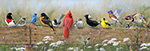 Railbirds II thumbnail