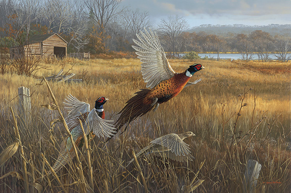 Pheasant painting