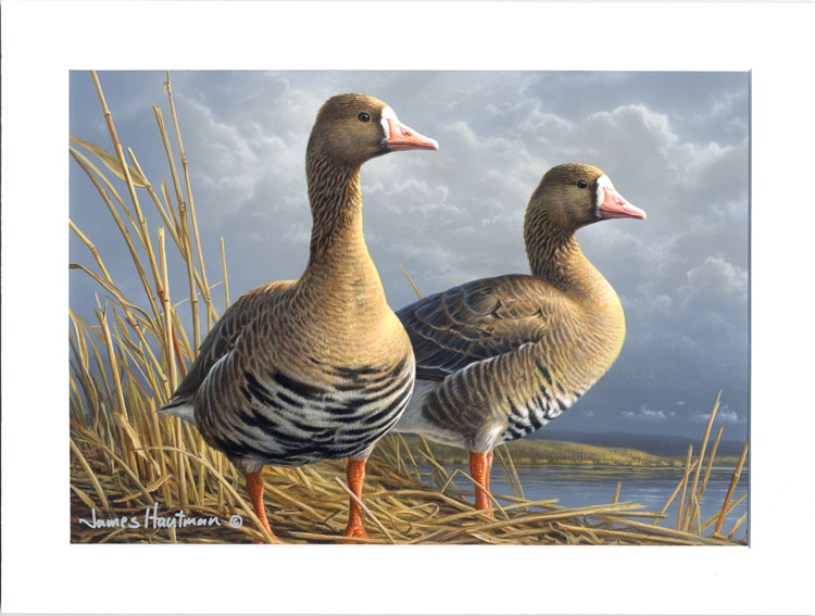 2011-2012 Federal Duck Stamp Painting