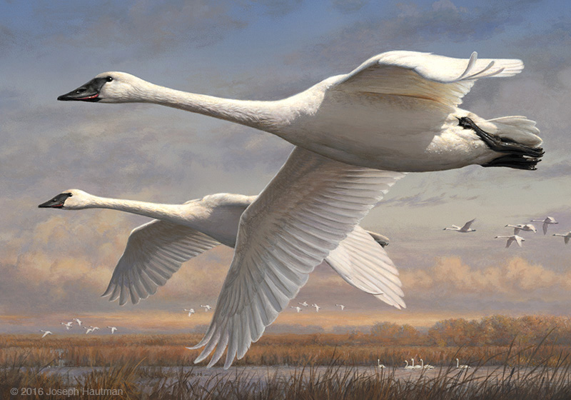 2016 federal duck stamp - trumpeter swans