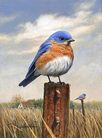 Hautman-Bluebird portrait
