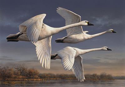 Tundra_swans - Federal duck stamp - by James