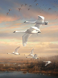 Trumpeter Swan painting.